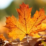 autumn-leaf-autumn-landscape