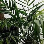 palmier de interior