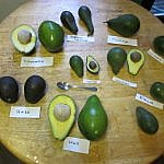 Varietate de avocado