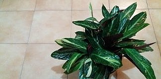 Cum intretinem plantele iarna.