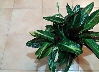 Cum intretinem plantele iarna.