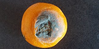 Mucegaiul. Ce este?Cum se indeparteaza!