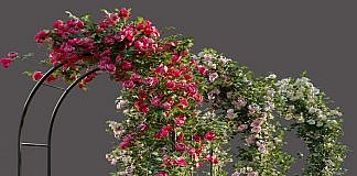 DIY Arcada pentru trandafiri.