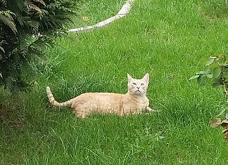 “Cei 5 prieteni fermieri ” si la noi in batatura!