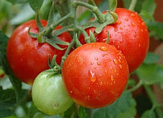 Roșiile din grădină.Cum mă protejez când le protejez!