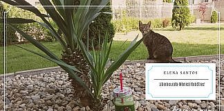 Pisicile. Cum îmi mențin casa parfumată cu 3 pisicuțe năzdrăvane!