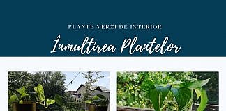 Iedera diavolului. Cum se înmulțește