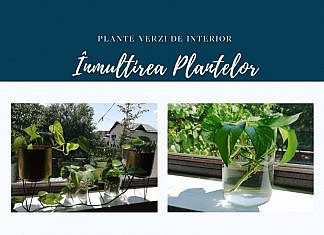 Iedera diavolului. Cum se înmulțește