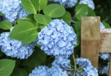 Cum plantez și cum îngrijesc hortensia