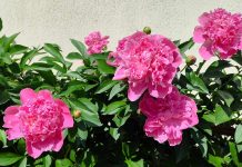 Bujorul.Floare nobilă în grădină și în sălbăticie