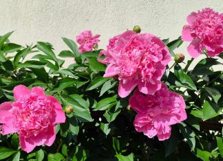 Bujorul.Floare nobilă în grădină și în sălbăticie